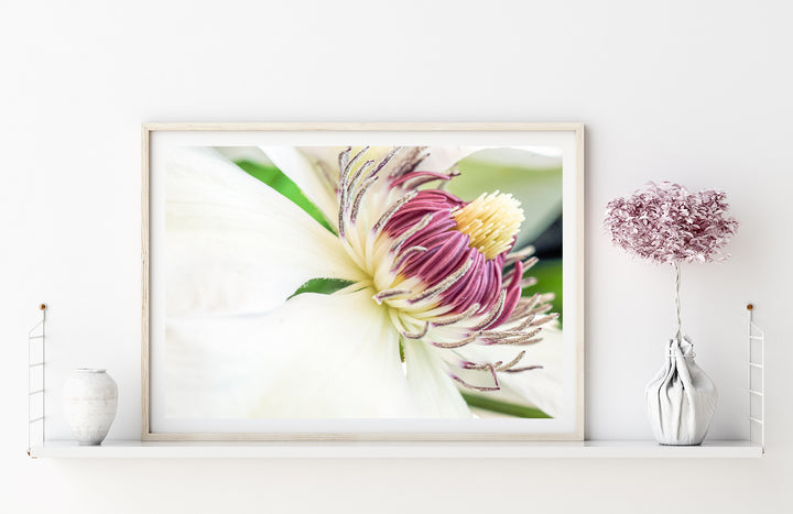 White Clematis Flower | Fine Art Photography Print