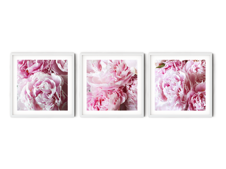 Pink Peonies Gallery Wall II | Fine Art Photography Print Set