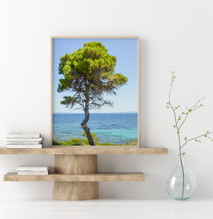 Coastal Pine Tree IV | Fine Art Photography Print