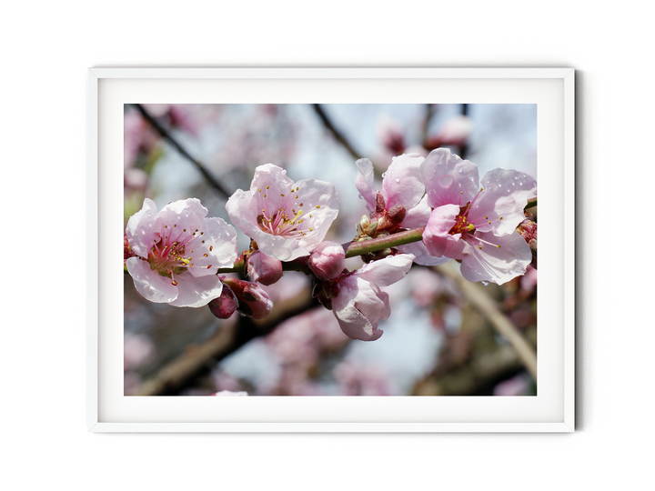 Blush Pink Almond Blossoms | Fine Art Photography Print