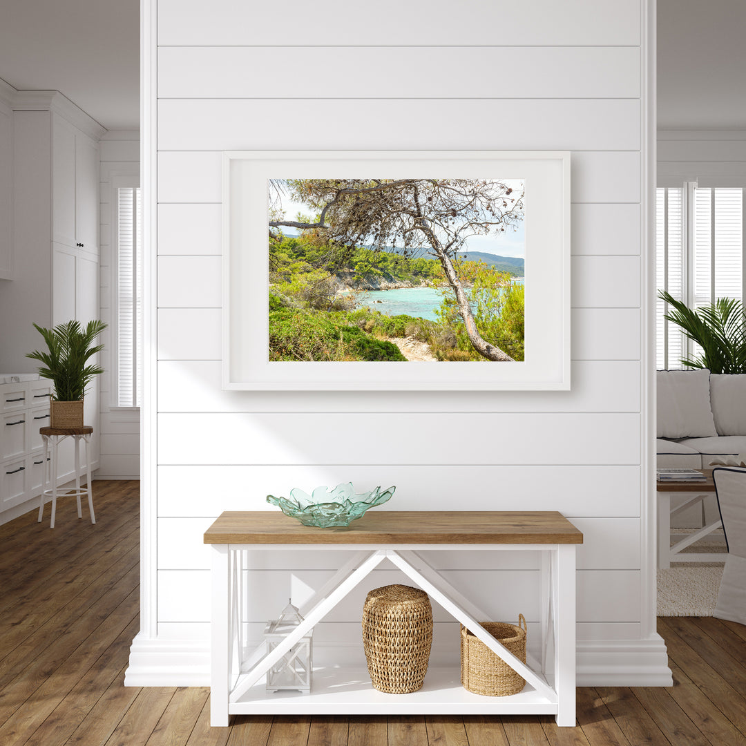Coastal Pine Tree VI | Fine Art Photography Print