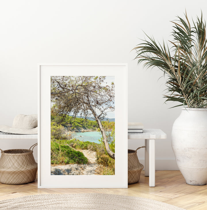 Coastal Pine Tree VII | Fine Art Photography Print