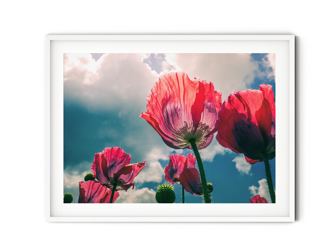 Red Poppy Flowers IX | Fine Art Photography Print