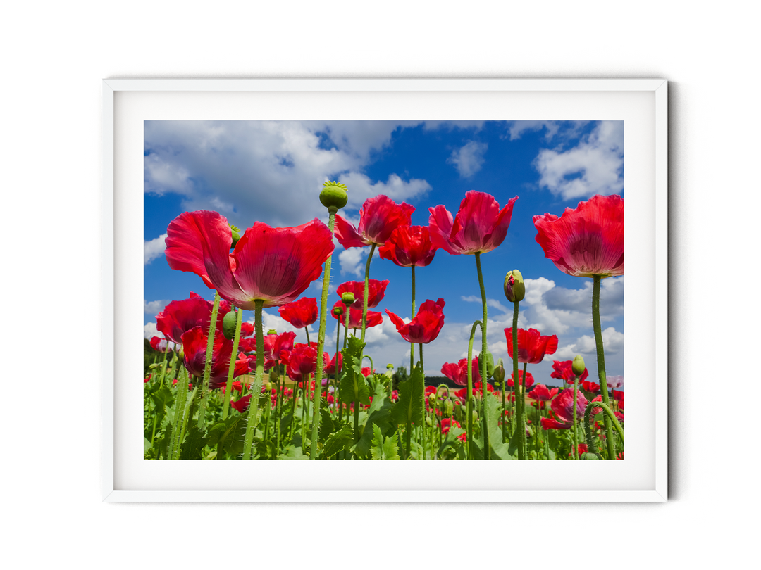 Red Poppy Flowers VIII | Fine Art Photography Print