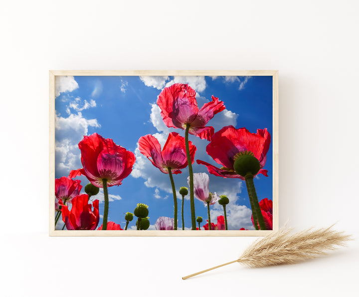 Red Poppy Flowers VII | Fine Art Photography Print