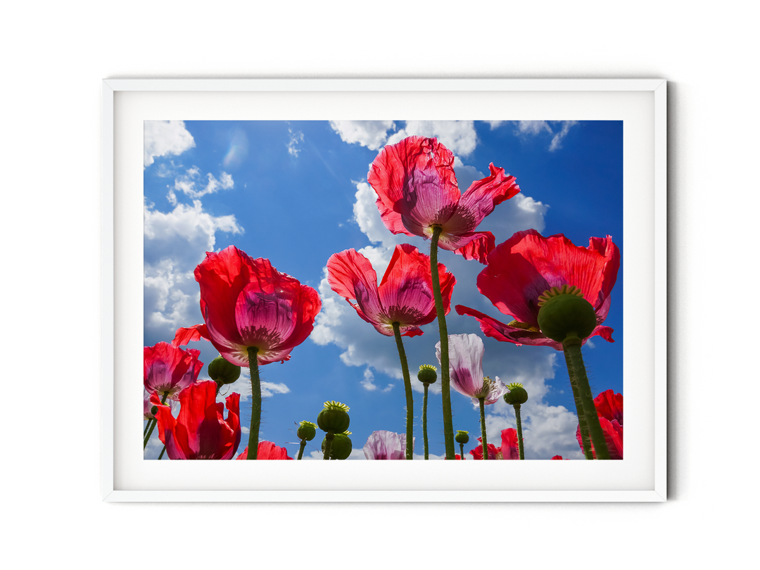 Red Poppy Flowers VII | Fine Art Photography Print