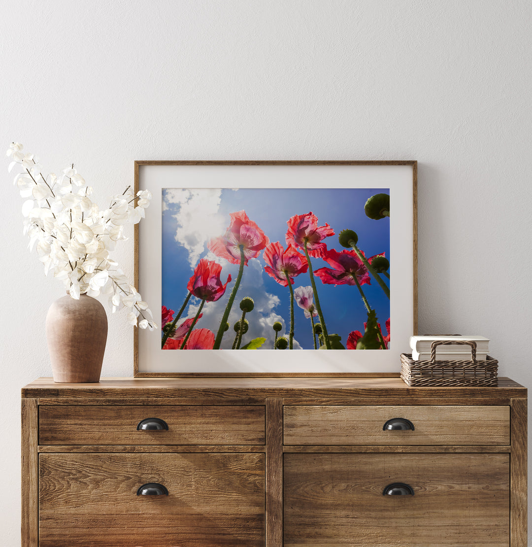 Red Poppy Flowers VI | Fine Art Photography Print