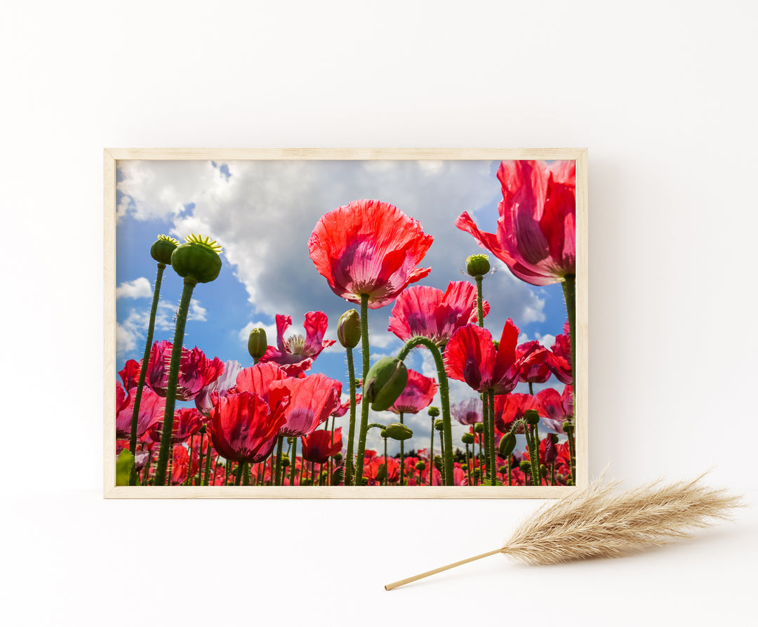 Red Poppy Flowers V | Fine Art Photography Print