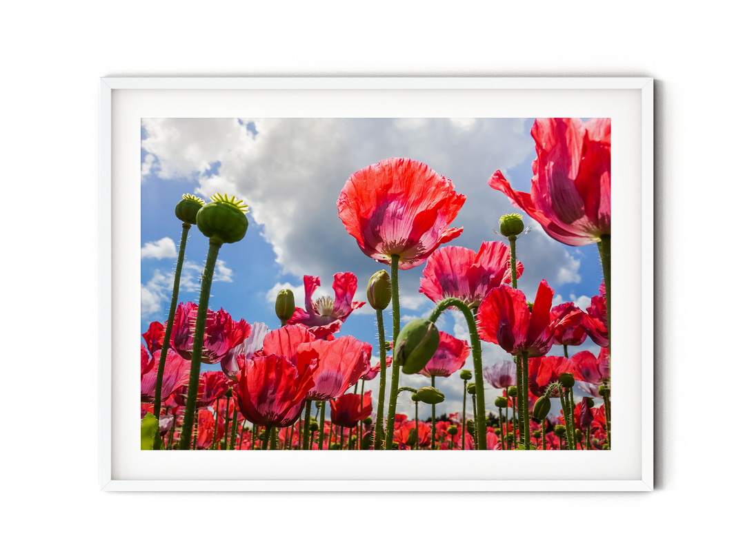 Red Poppy Flowers V | Fine Art Photography Print