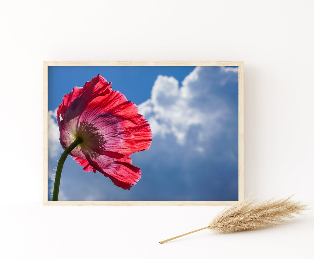 Red Poppy Flowers IV | Fine Art Photography Print