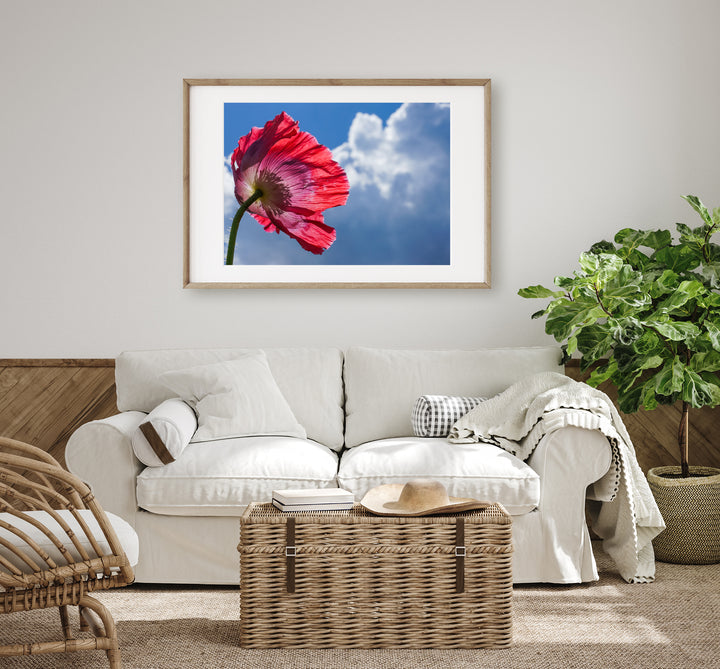 Red Poppy Flowers IV | Fine Art Photography Print