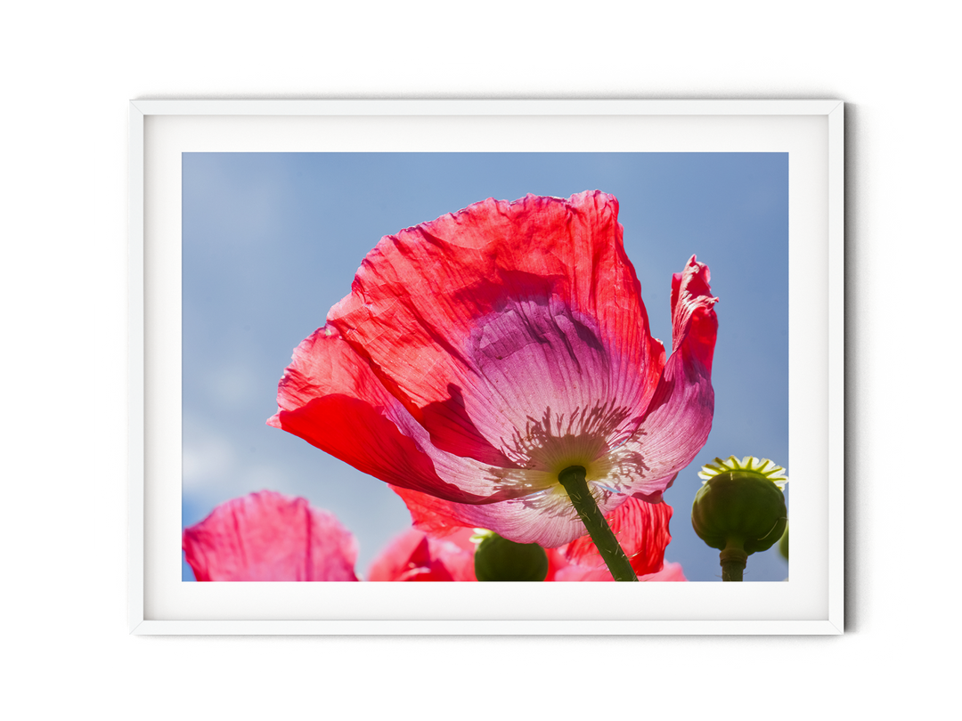 Red Poppy Flowers III | Fine Art Photography Print