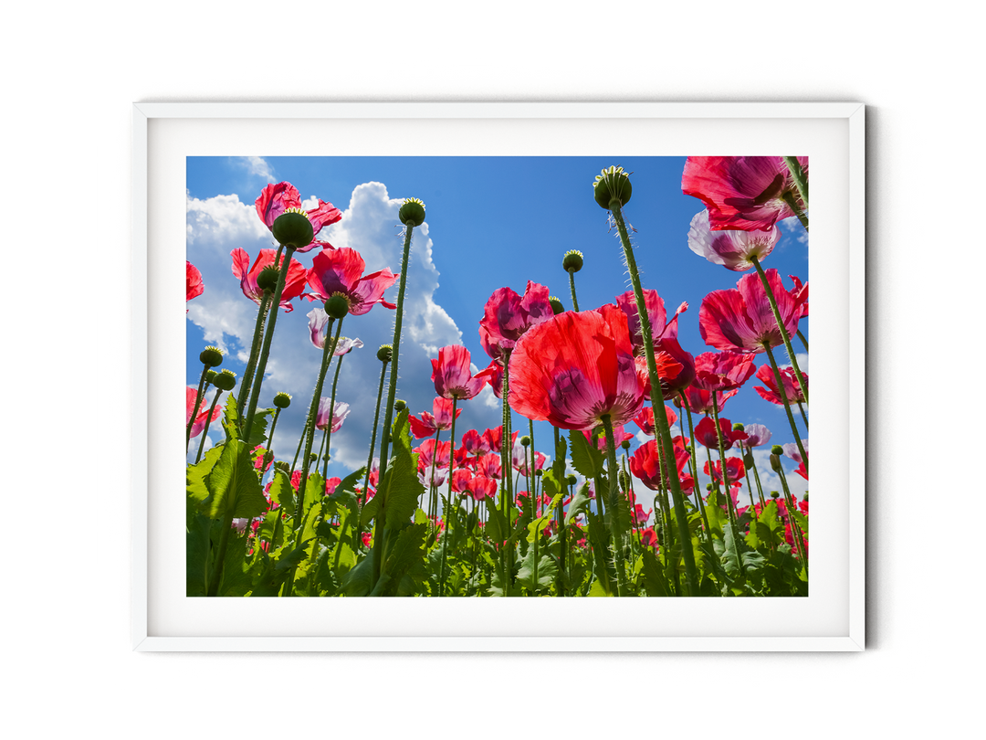 Red Poppy Flowers II | Fine Art Photography Print