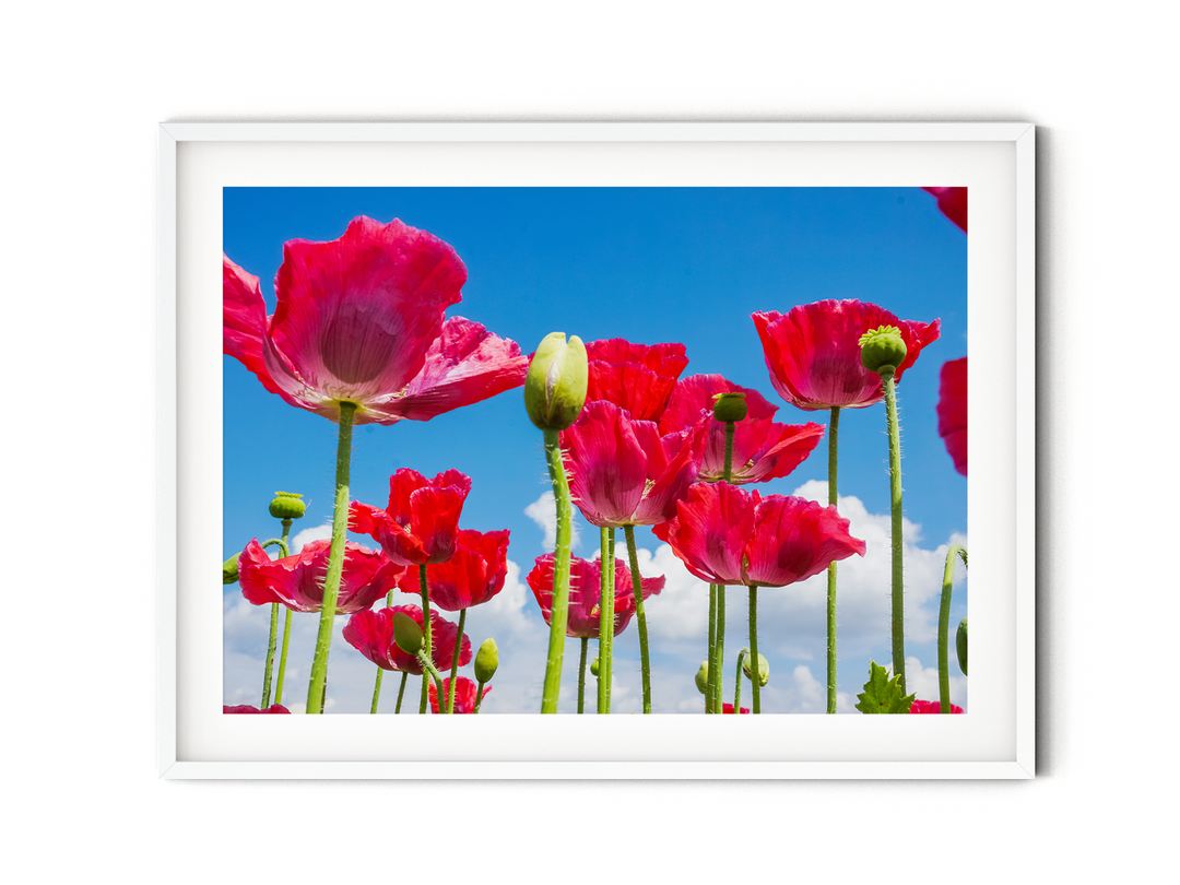 Red Poppy Flowers I | Fine Art Photography Print