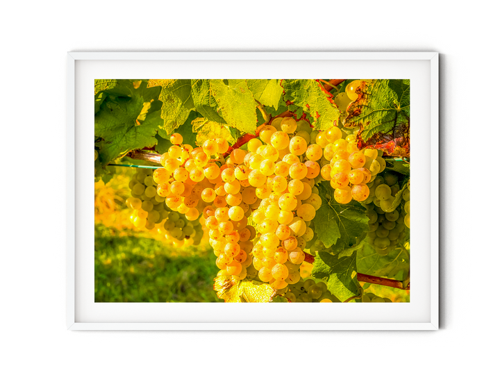 White Grapes | Fine Art Photography Print