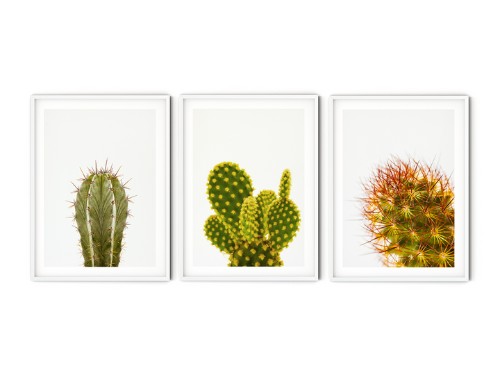 Green Cactus Gallery Wall IV | Fine Art Photography Print Set