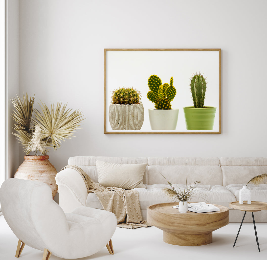 Cacti in Pots II | Fine Art Photography Print