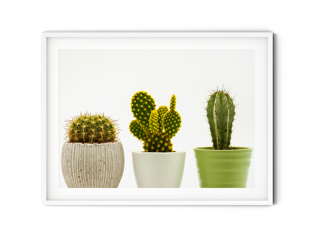Cacti in Pots II | Fine Art Photography Print