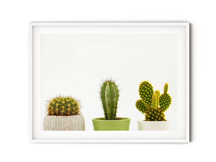 Cacti in Pots I | Fine Art Photography Print