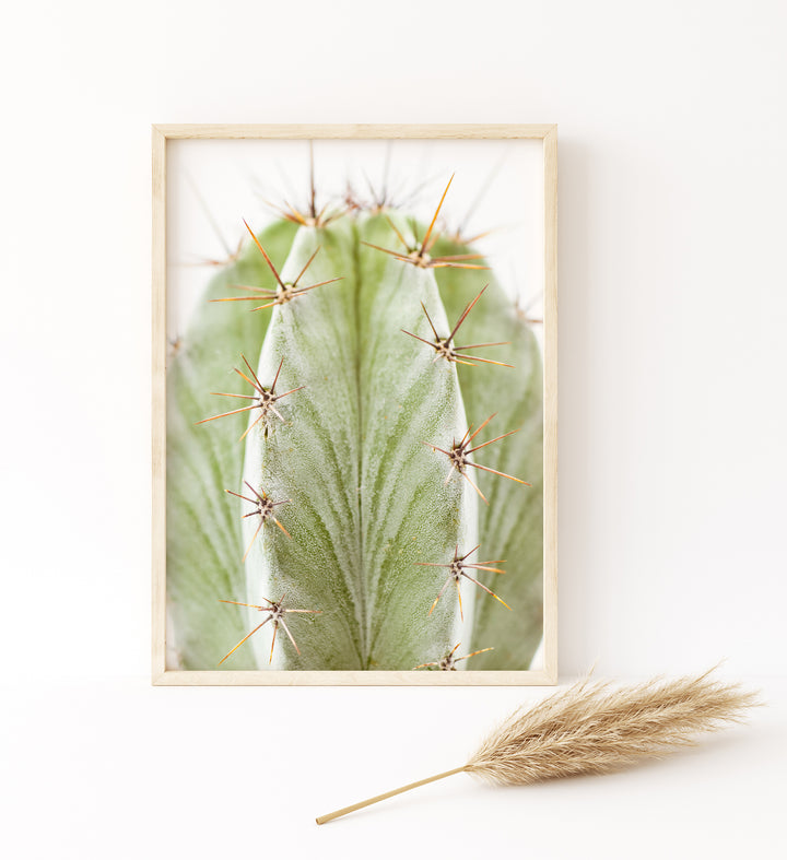 Green Cactus IX | Fine Art Photography Print