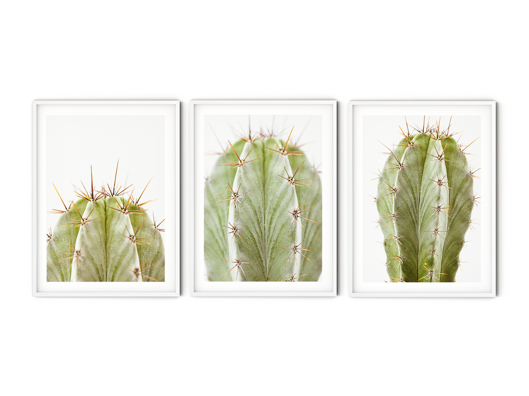 Green Cactus Gallery Wall II | Fine Art Photography Print Set