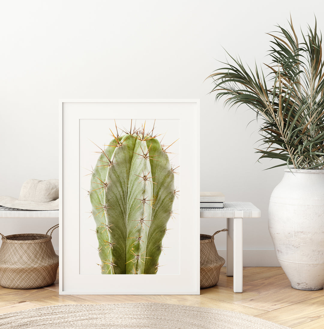 Grüner Kaktus VII | Fine Art Print