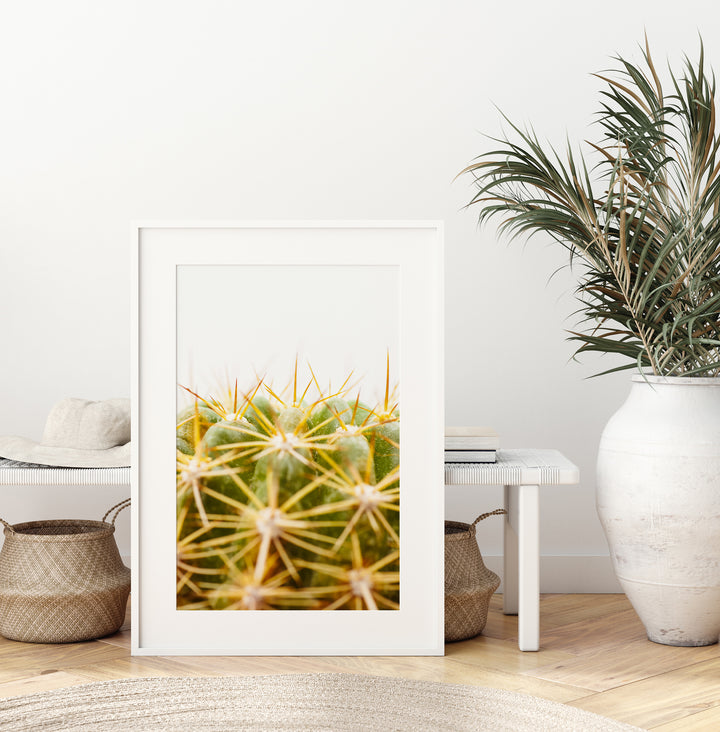 Grüner Kaktus IV | Fine Art Print