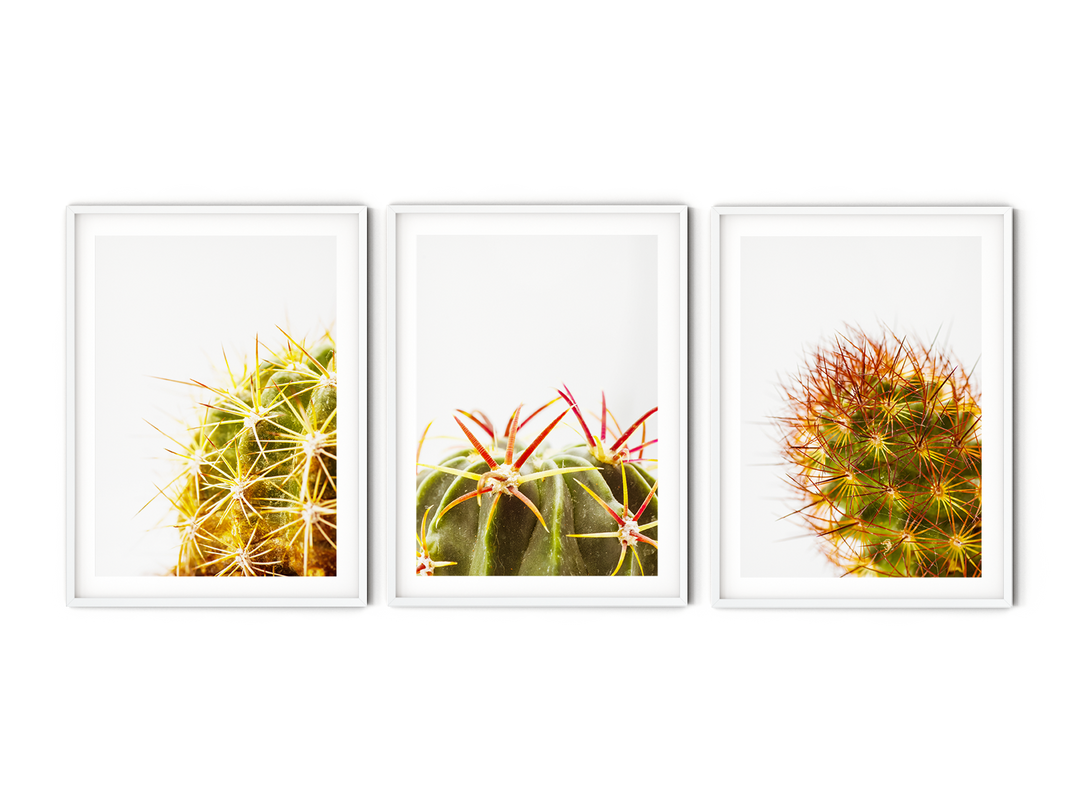 Green Cactus Gallery Wall I | Fine Art Photography Print Set