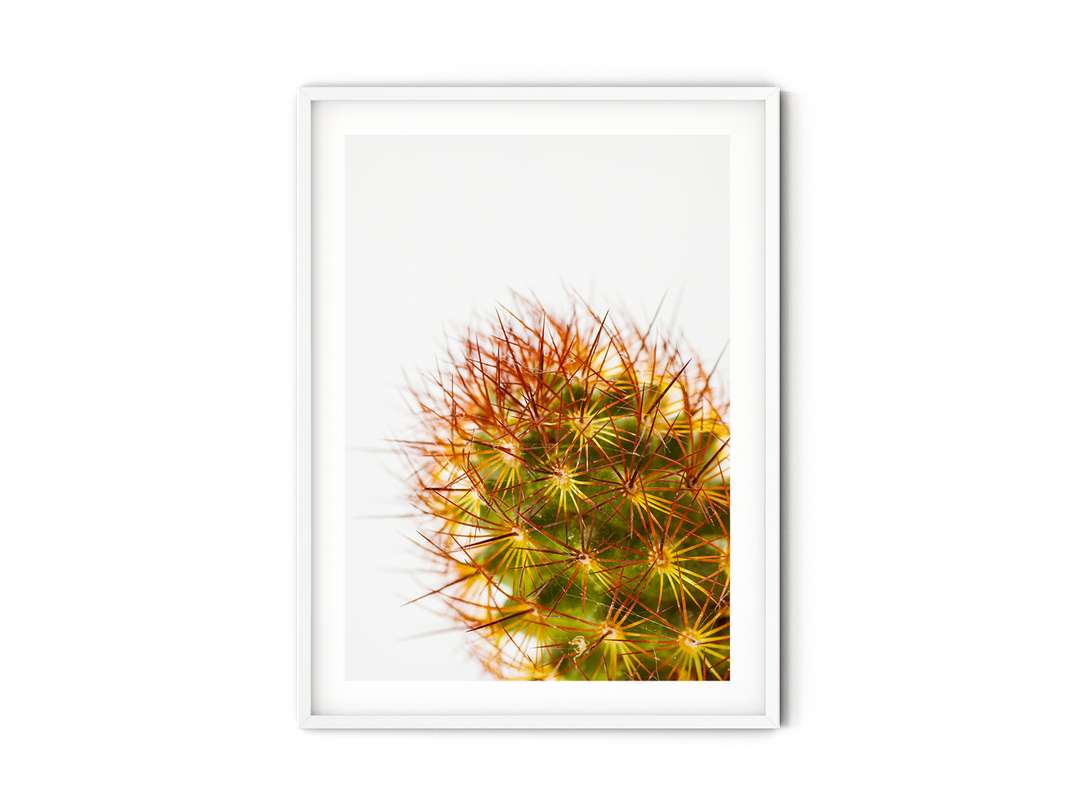 Green Cactus II | Fine Art Photography Print