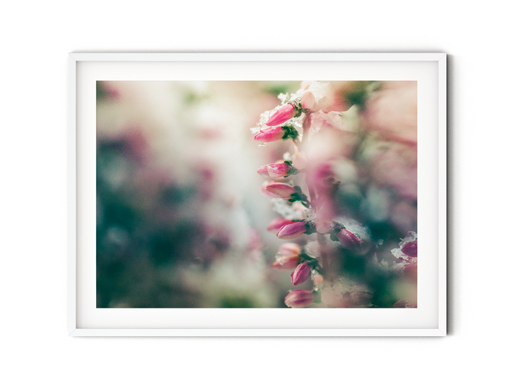 Winter Flowers II | Fine Art Photography Print