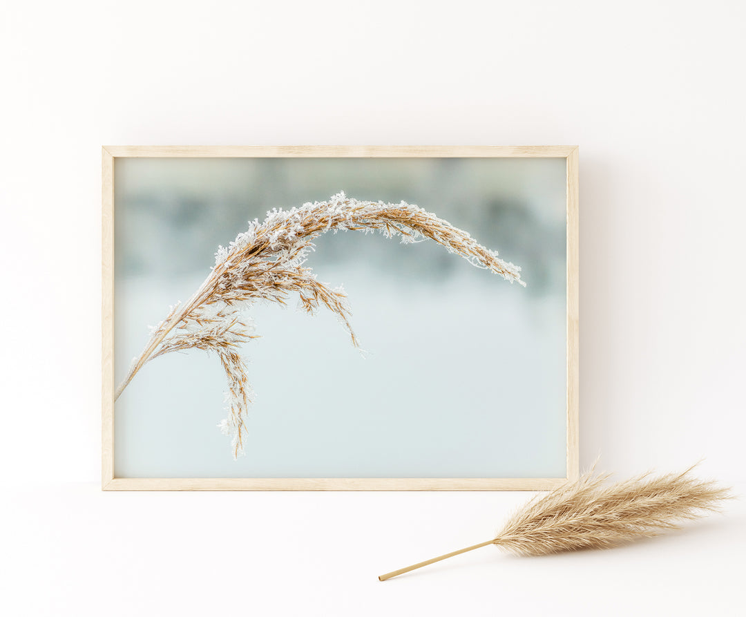 Snowy Reed | Fine Art Photography Print
