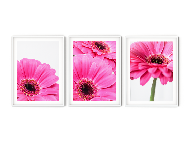 Pinke Gänseblümchen Bilderwand I | Fine Art Print Set