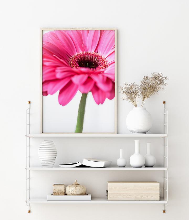 Pink Daisy Flower I | Fine Art Photography Print