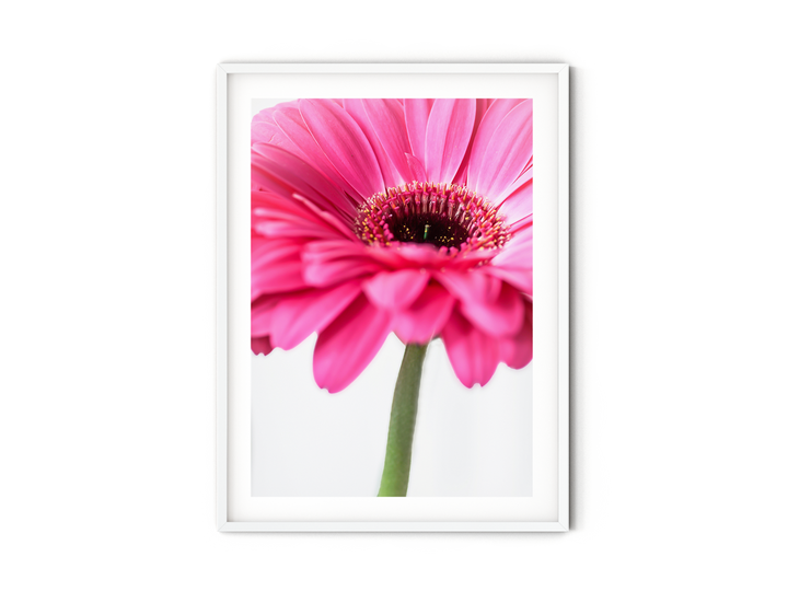 Pink Daisy Flower I | Fine Art Photography Print