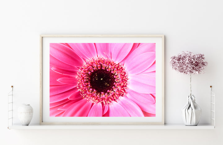Pink Daisy Flower II | Fine Art Photography Print