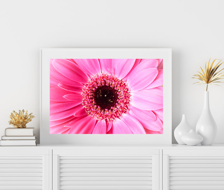 Pink Daisy Flower II | Fine Art Photography Print