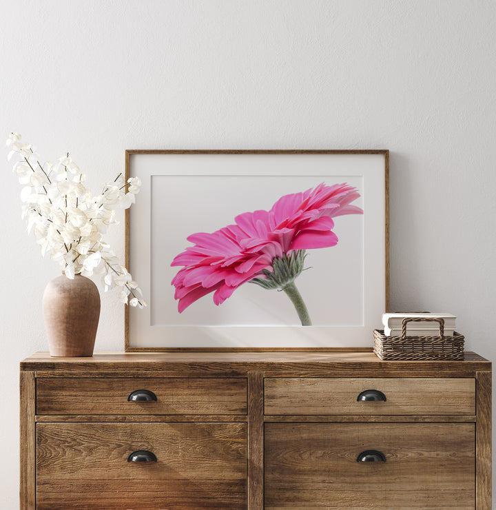 Pink Daisy Flower VI | Fine Art Photography Print