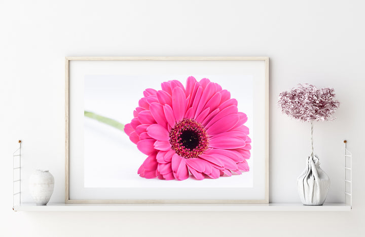 Pink Daisy Flower VIII | Fine Art Photography Print