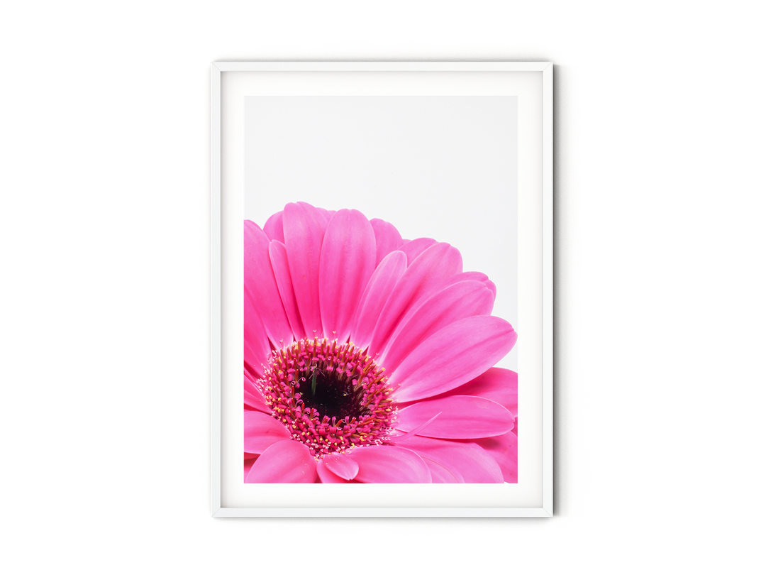Pink Daisy Flower IX | Fine Art Photography Print