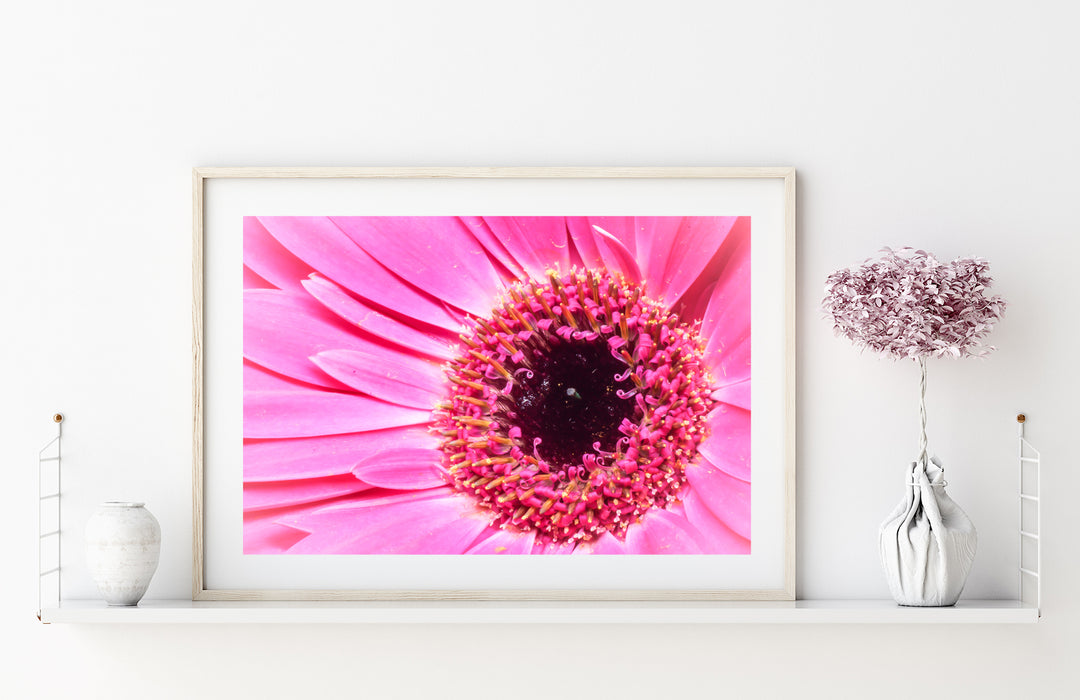 Pink Daisy Flower X | Fine Art Photography Print