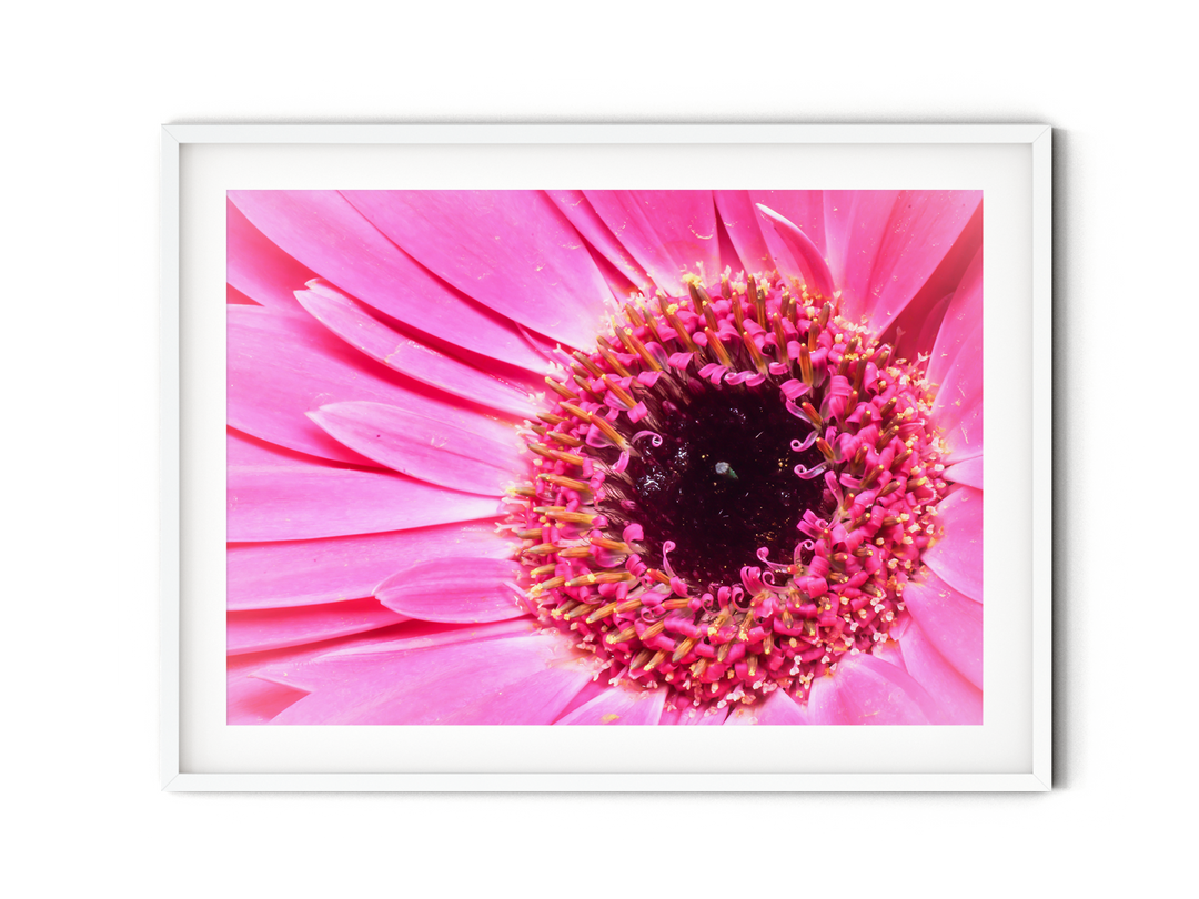 Pinkes Gänseblümchen X | Fine Art Print