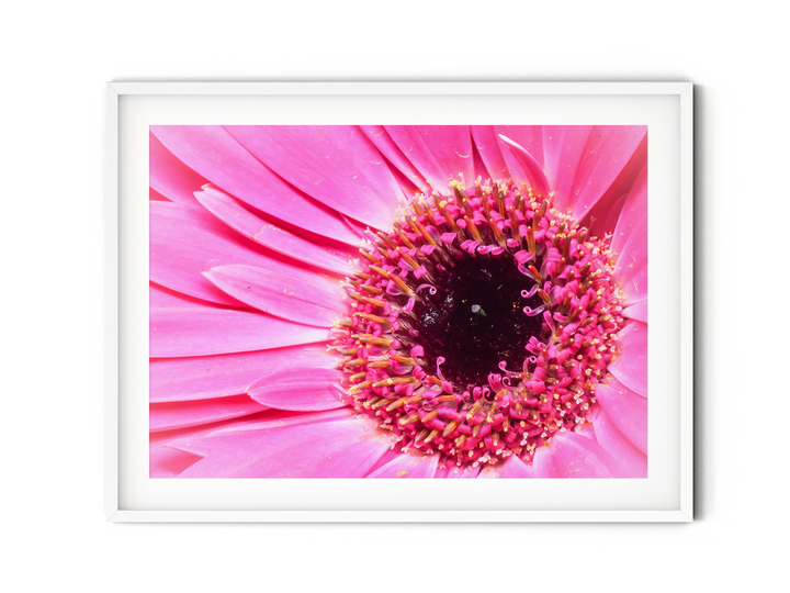 Pink Daisy Flower X | Fine Art Photography Print