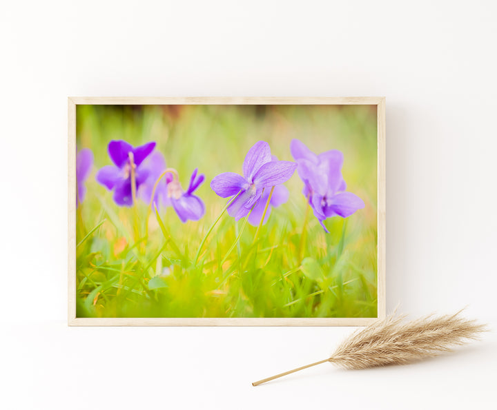 Purple Violets | Fine Art Photography Print