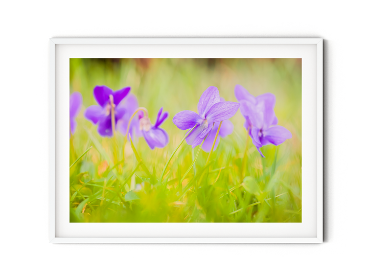 Purple Violets | Fine Art Photography Print