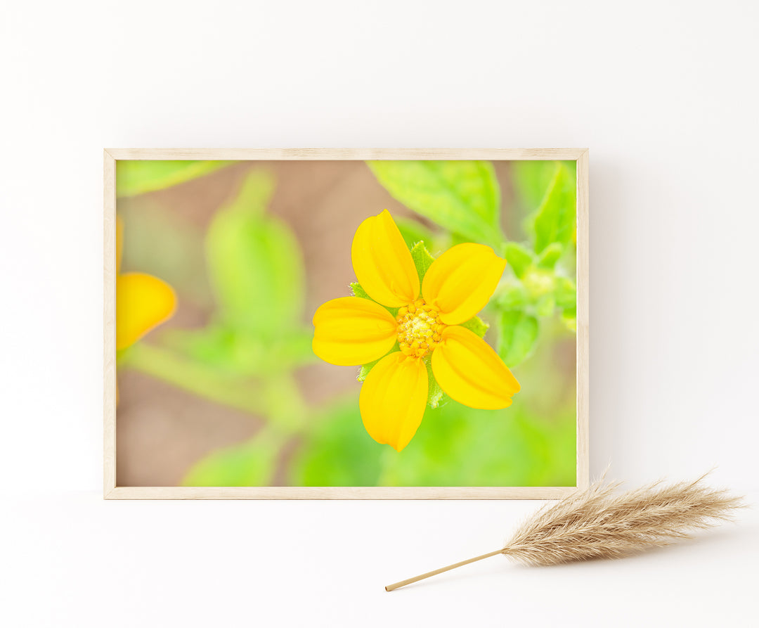 Gelbe Wildblume | Fine Art Poster Print