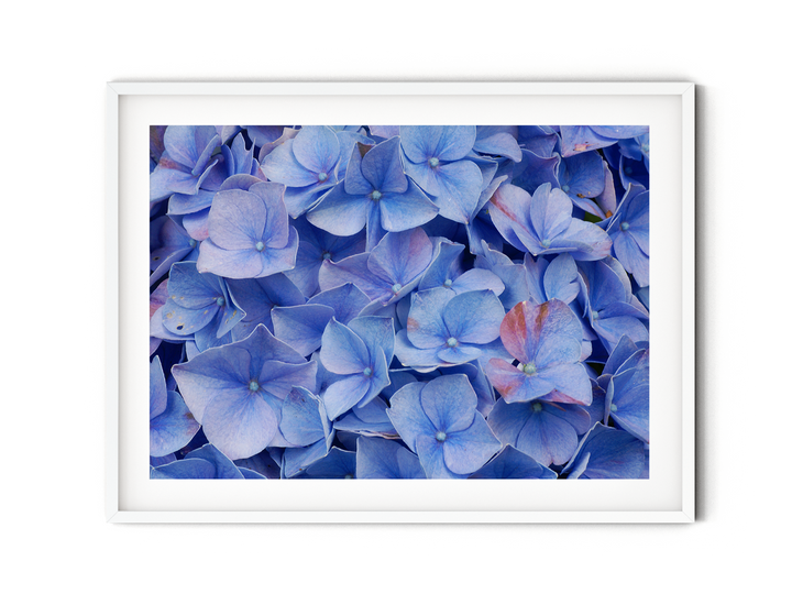 Blaue Hortensie | Fine Art Print