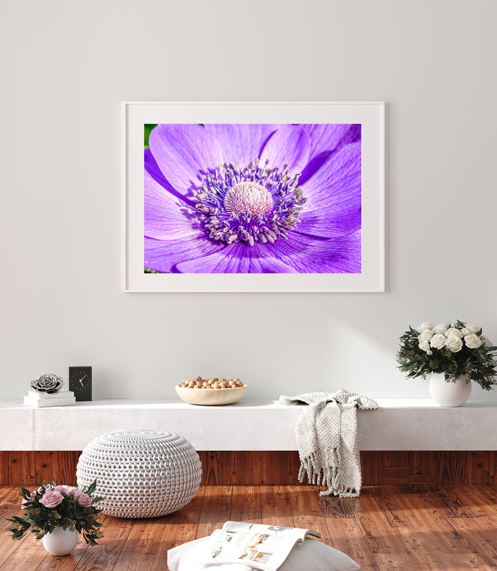 Purple Anemone | Fine Art Photography Print