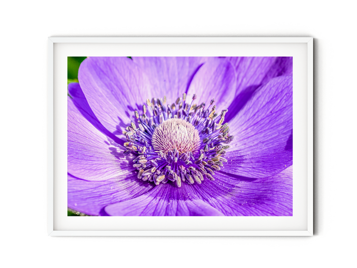 Purple Anemone | Fine Art Photography Print