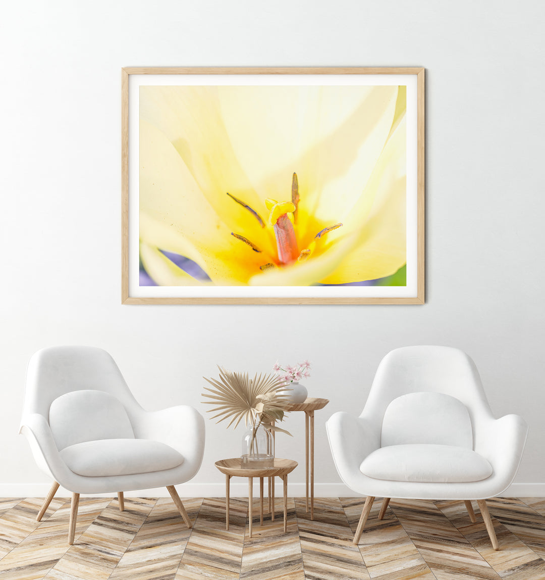 Yellow Tulip | Fine Art Photography Print