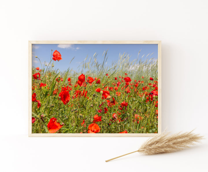 Red Poppy Field II | Fine Art Photography Print